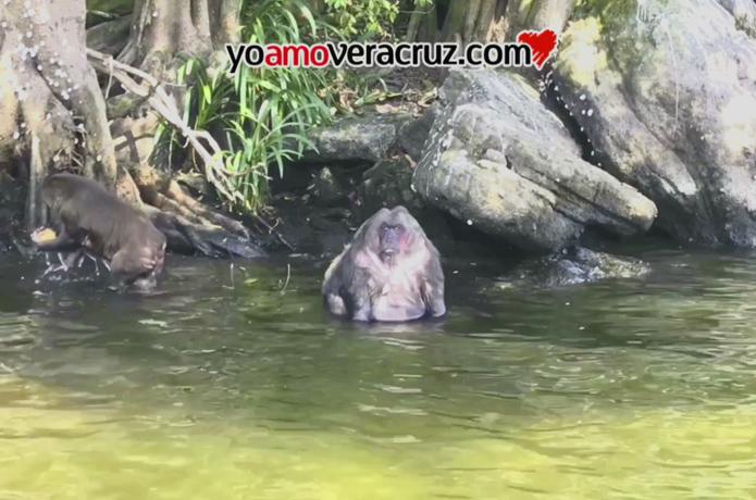 El Salto de Eyipantla y la Laguna de Catemaco: La belleza natural de Veracruz - Yo Amo Veracruz